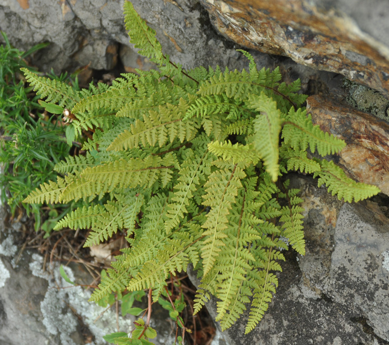 Image of Woodsia ilvensis specimen.