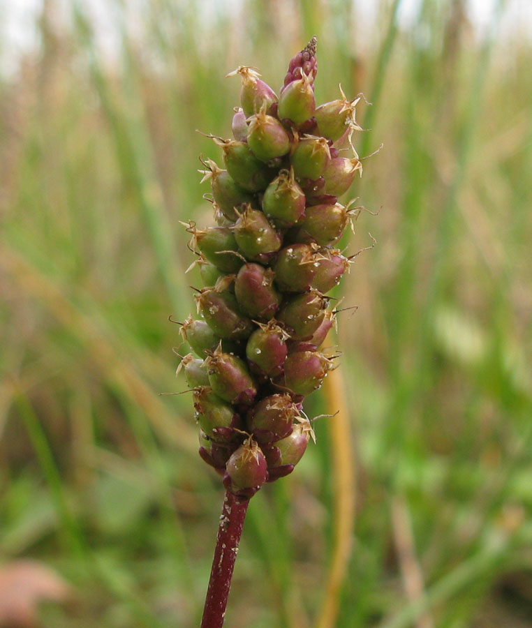 Изображение особи Plantago uliginosa.