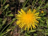Sonchus arvensis subspecies uliginosus