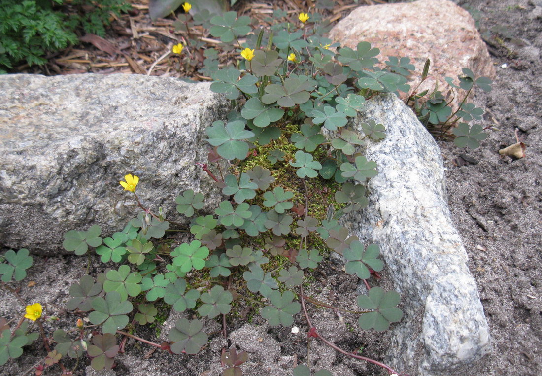 Image of Oxalis corniculata specimen.