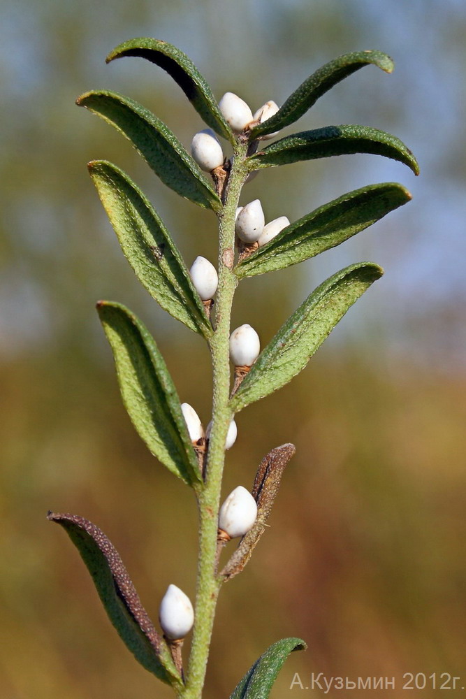 Image of Lithospermum officinale specimen.