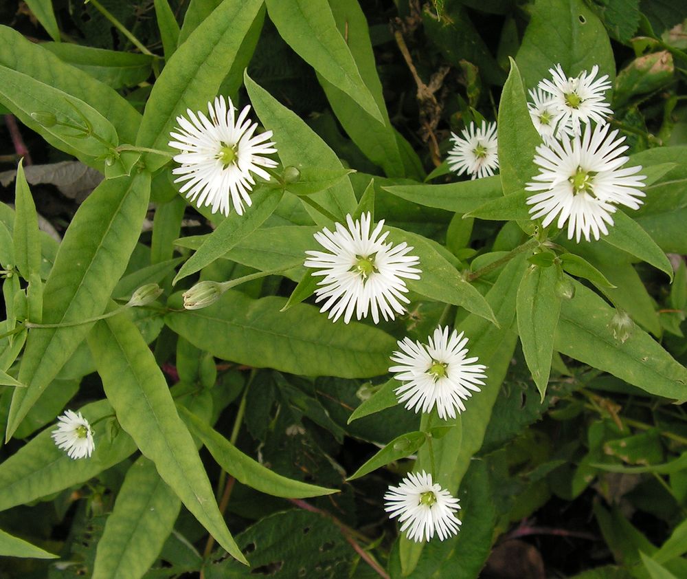 Image of Fimbripetalum radians specimen.