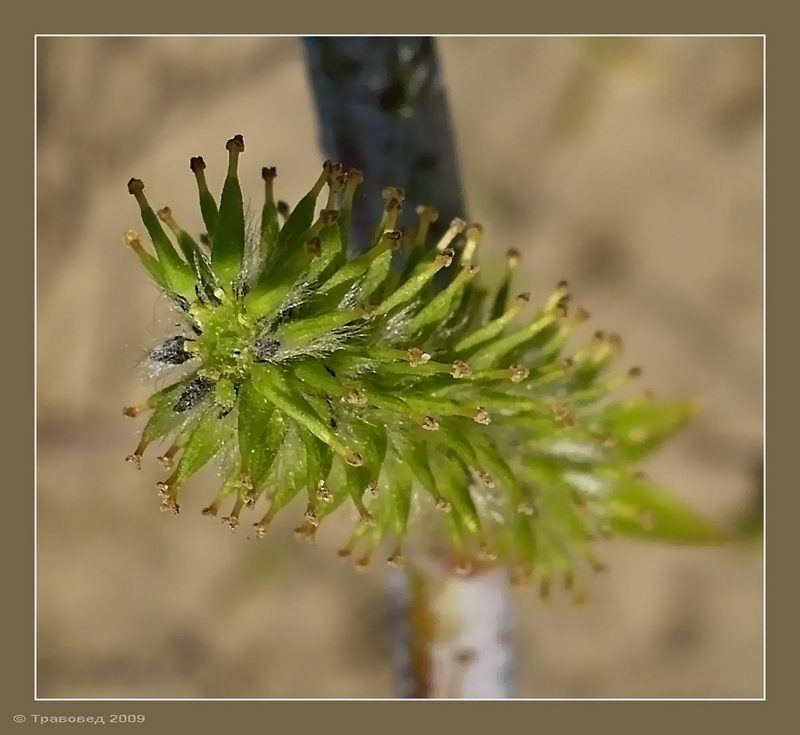 Image of Salix acutifolia specimen.