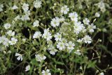 Cerastium