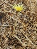 Taraxacum turcomanicum. Цветущее растение. Ташкентская обл., зап. отроги Чаткальского хр., правый берег р. Галвасой. 18.10.2012.