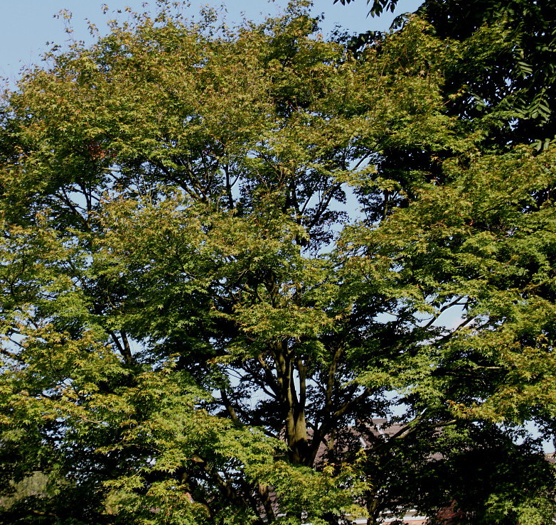 Image of Acer palmatum specimen.