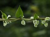 Fallopia dumetorum