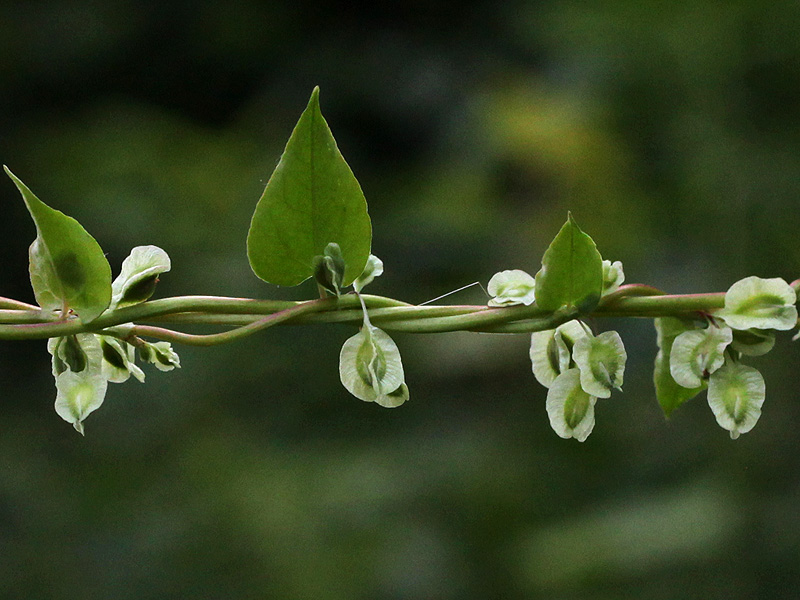 Image of Fallopia dumetorum specimen.