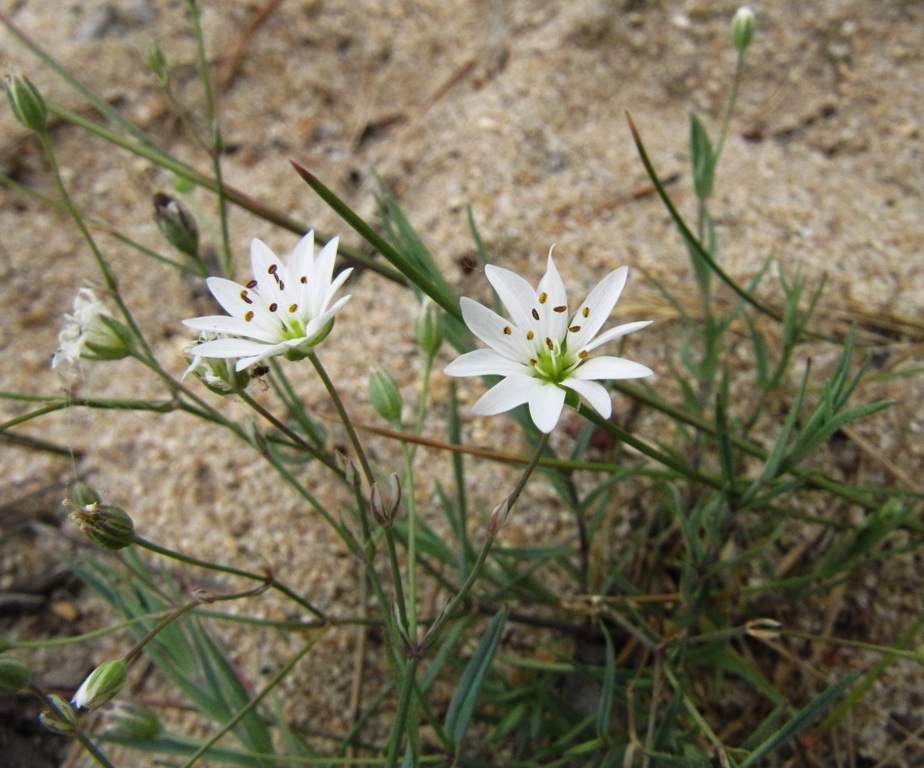 Image of Stellaria dahurica specimen.