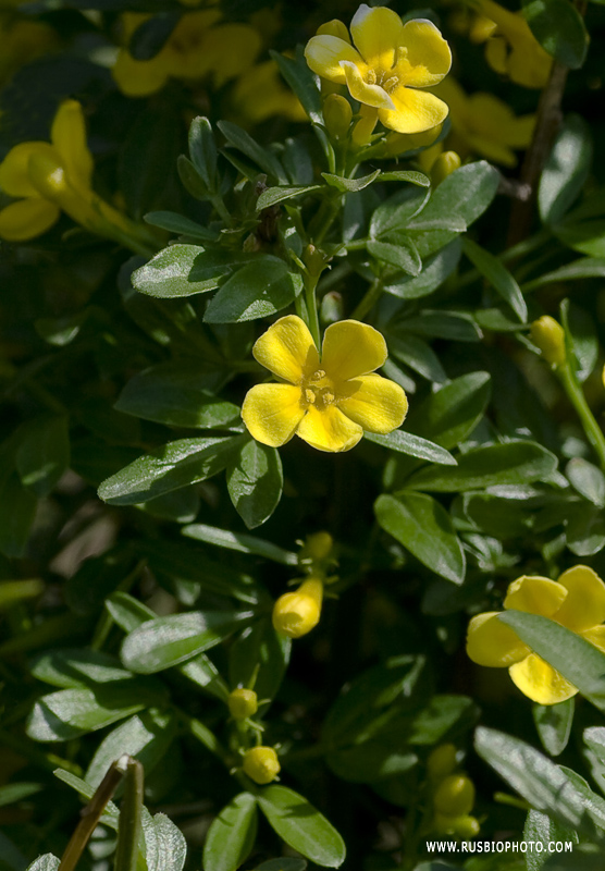 Изображение особи Jasminum fruticans.