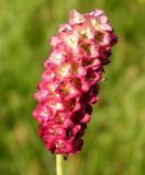 Sanguisorba tenuifolia. Соцветие. Хабаровский край, Ванинский р-н, окр. пос. Высокогорный. 29.06.2012.