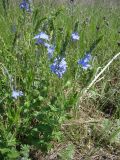 Veronica teucrium. Цветущее растение. Краснодарский край, береговой склон р. Ея между станицами Кущёвская и Кисляковская. 17.05.2009.