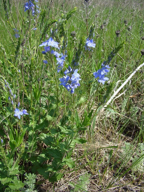 Image of Veronica teucrium specimen.