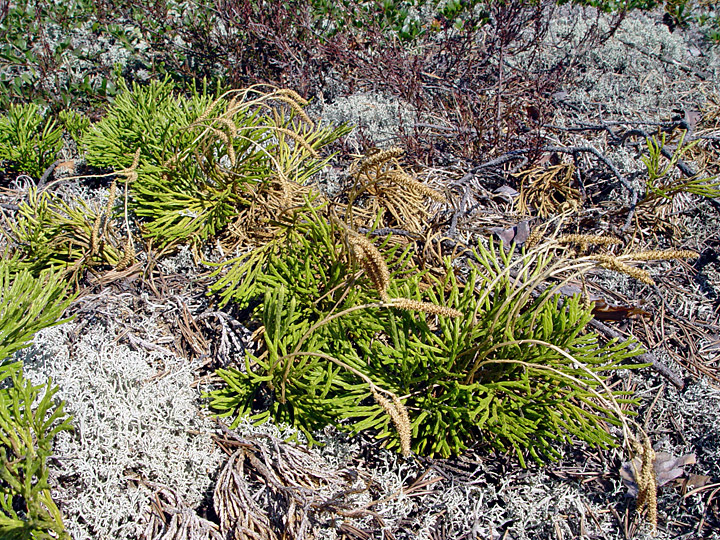 Image of Diphasiastrum complanatum specimen.