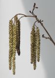 Alnus glutinosa. Верхушка веточки с женскими (вверху) и отцветшими тычиночными соцветиями. Германия, г. Кемпен, в городском саду. 22.03.2013.