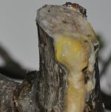 Actinidia разновидность deliciosa