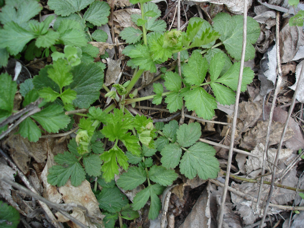Image of genus Geum specimen.