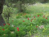 Paeonia tenuifolia