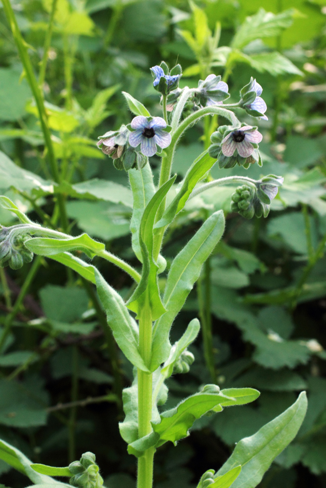 Изображение особи Cynoglossum creticum.