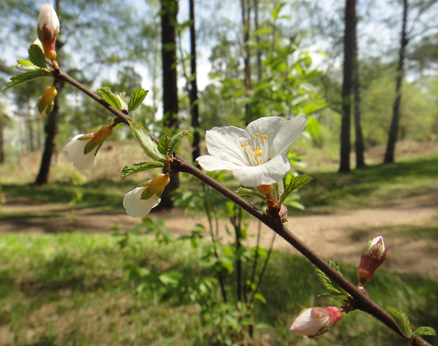 Изображение особи Cerasus tomentosa.