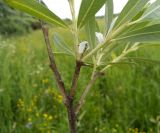 Salix gmelinii. Часть ветви с молодыми побегами. Московская обл., Лотошинский р-н, окр. дер. Савостино. 07.06.2013.