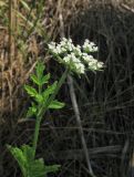 Image of taxon representative. Author is Александр Фатерыга