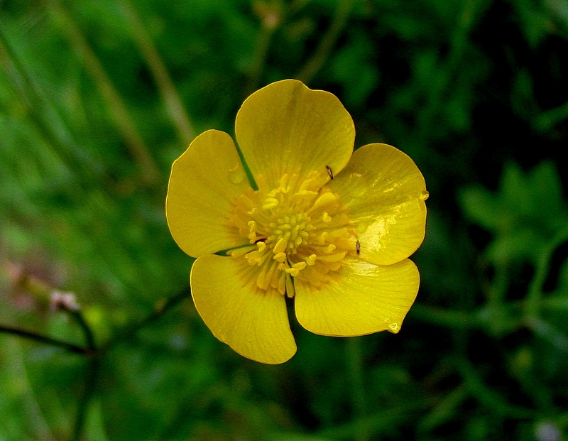 Изображение особи Ranunculus polyanthemos.