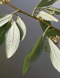 Cotoneaster разновидность henryanus