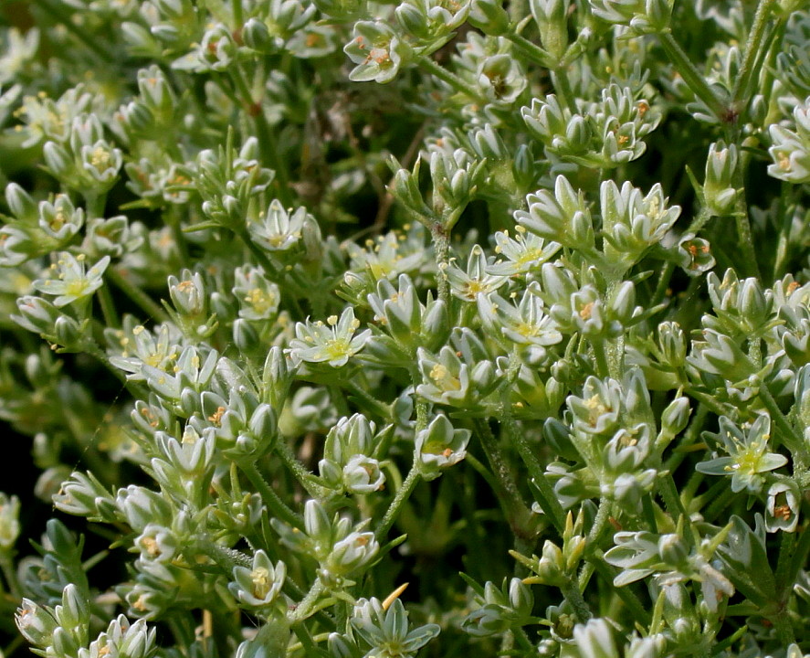 Image of Scleranthus perennis specimen.