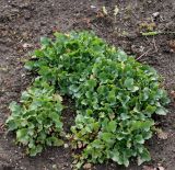 genus Heuchera