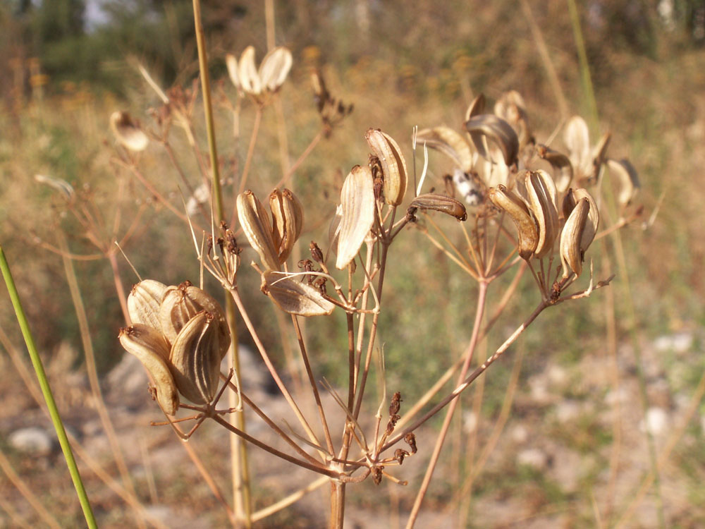 Image of Ferula tschuiliensis specimen.