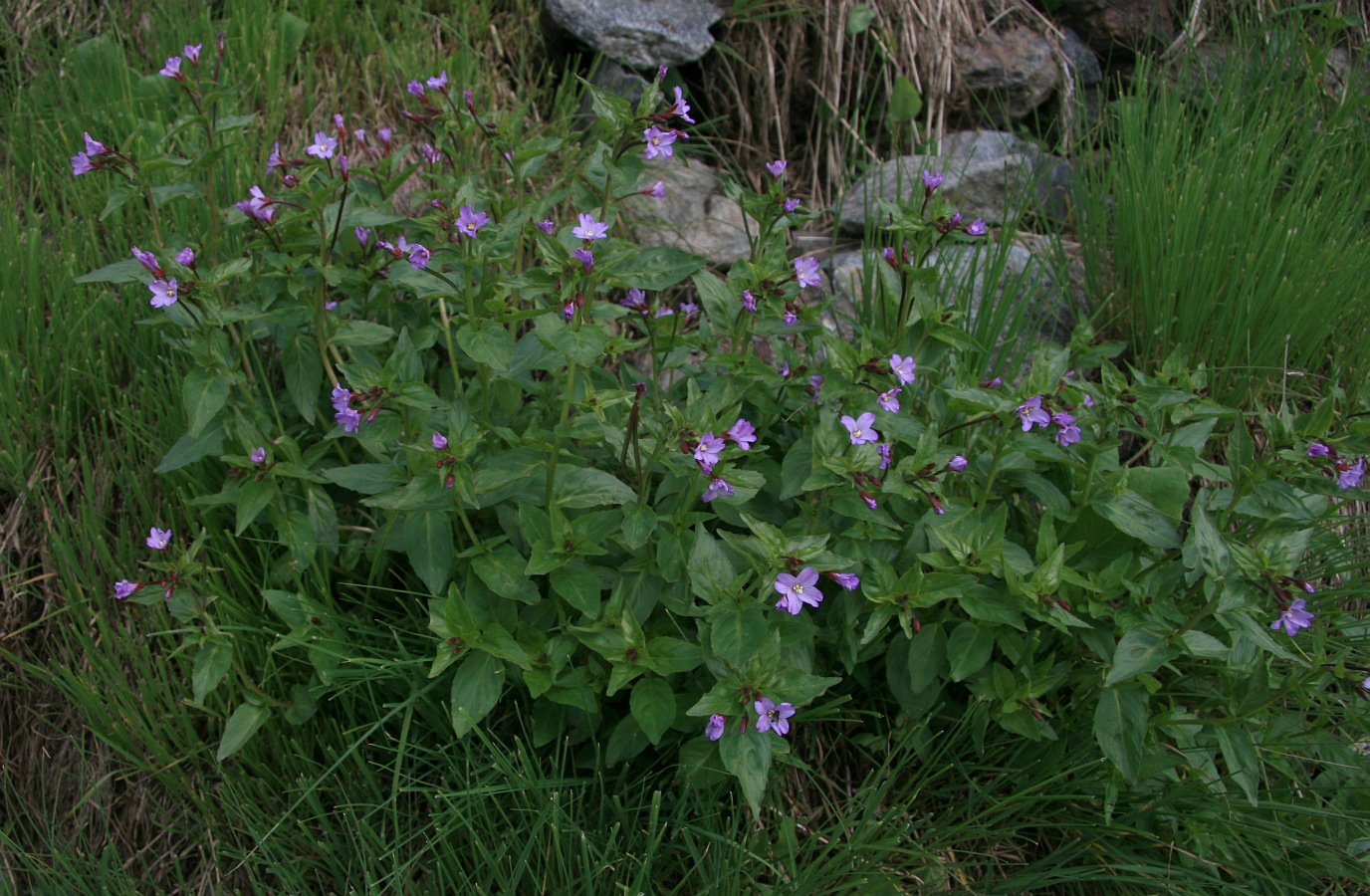 Изображение особи род Epilobium.