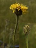Trommsdorffia maculata