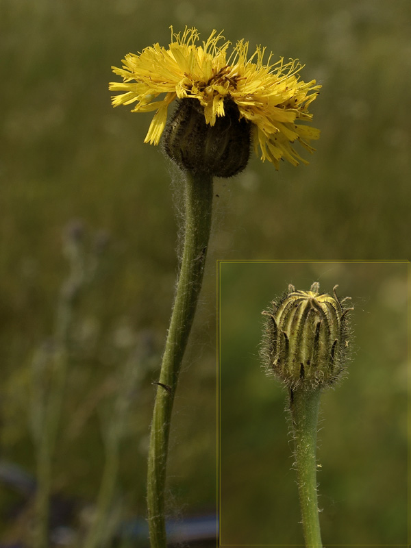 Изображение особи Trommsdorffia maculata.