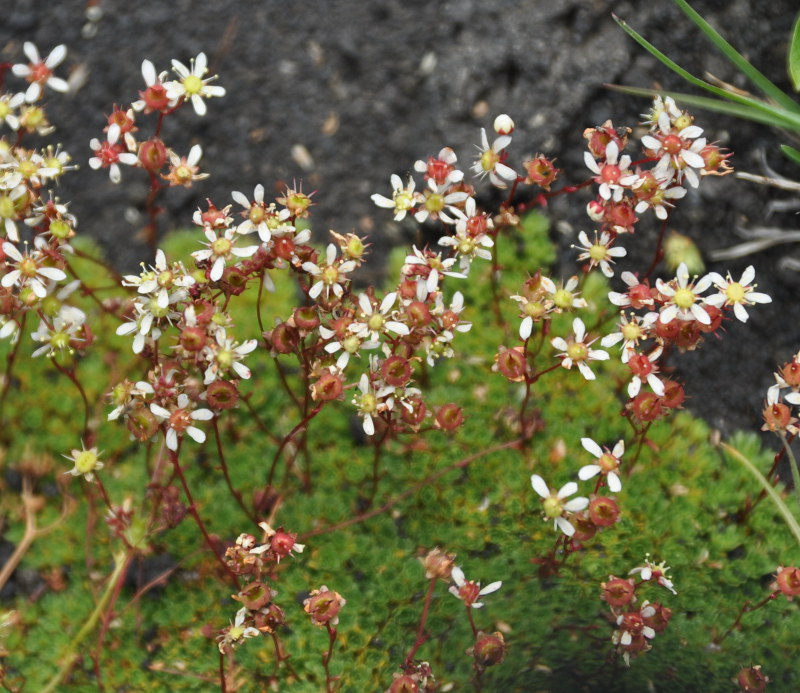 Image of Saxifraga funstonii specimen.