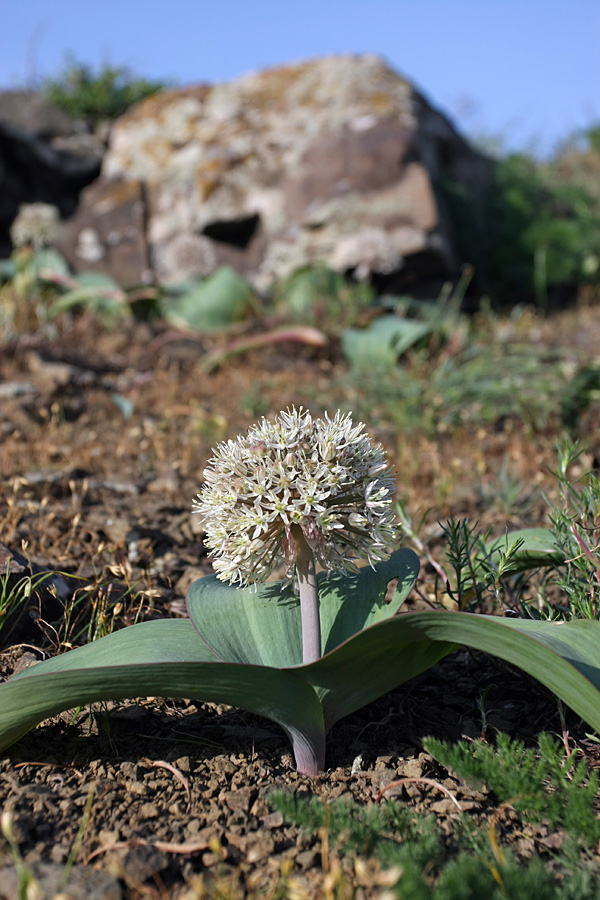 Image of Allium karataviense specimen.