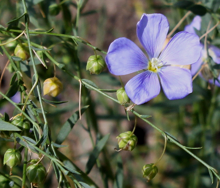 Изображение особи Linum lewisii.