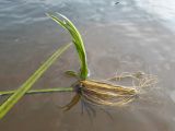 Scirpus radicans