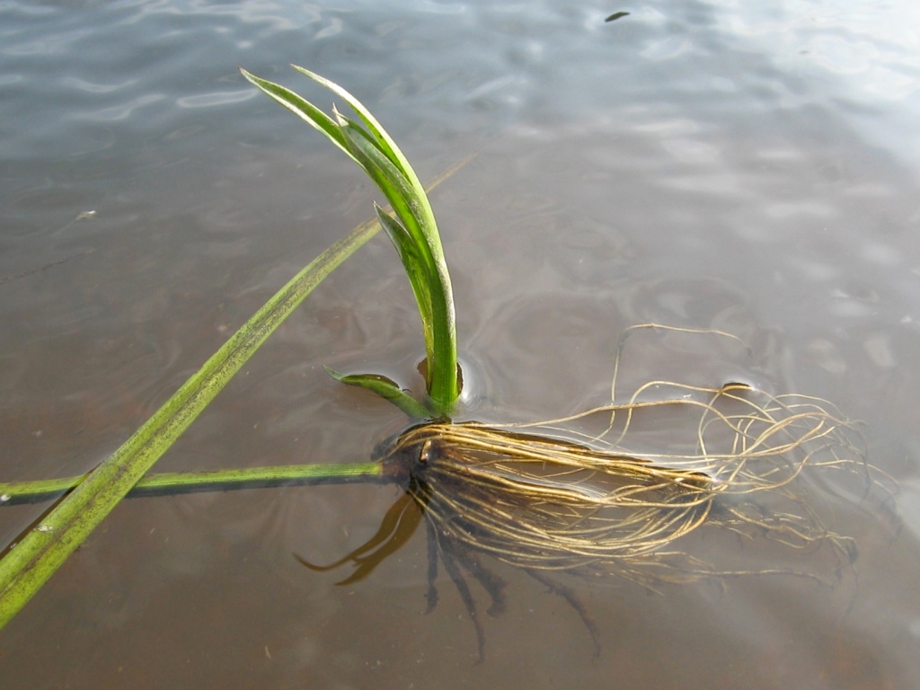 Изображение особи Scirpus radicans.