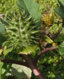 Datura stramonium разновидность tatula. Верхушка ветки с незрелым плодом и остатками цветков. Украина, г. Запорожье, Правый берег, ул. Дегтярёва, перед многоэтажным домом. 28.09.2013.