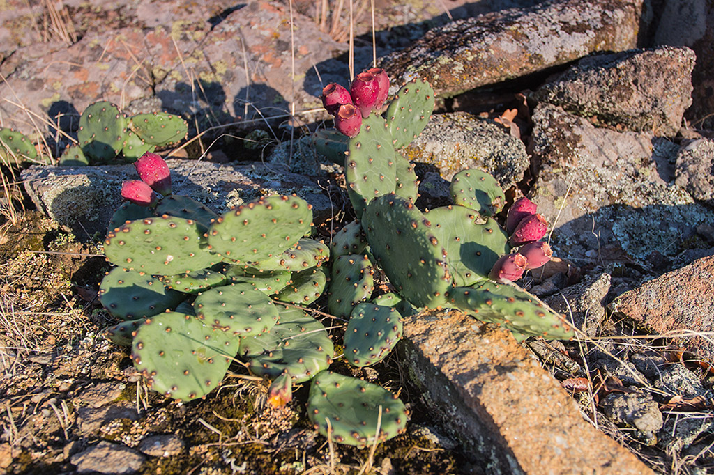 Image of Opuntia humifusa specimen.