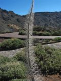 Echium wildpretii. Высохший остов прошлогоднего соцветия. Испания, Канарские о-ва, Тенерифе, национальный парк Тейде, кальдера Лас Каньядас, у скал Roques de Garcia, около 2100 м н.у.м. 10 марта 2008 г.