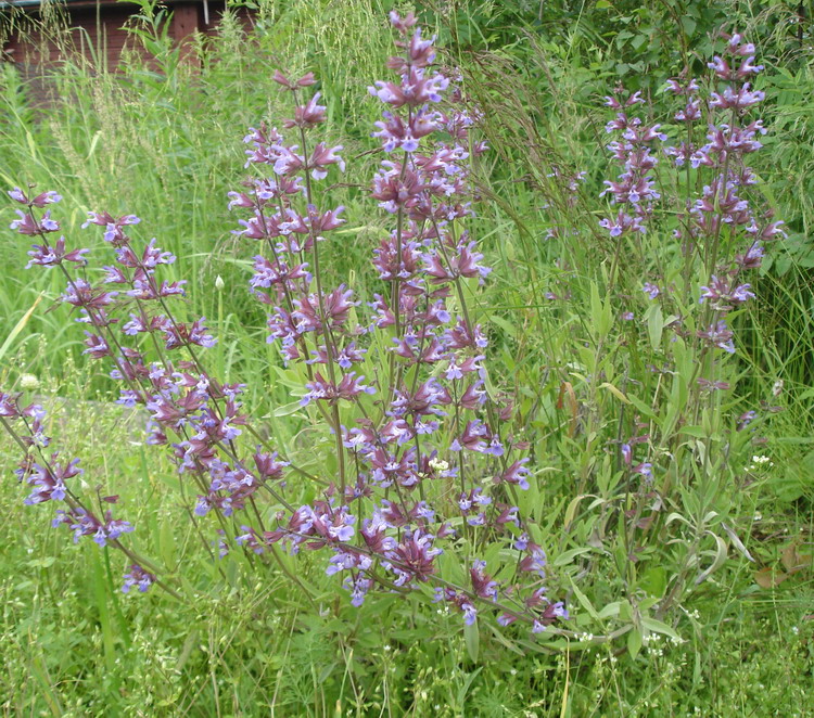 Image of Salvia officinalis specimen.