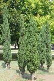 Juniperus communis. Взрослые растения. Украина, г. Запорожье, парк им. Ю. Гагарина. 16.08.2011.