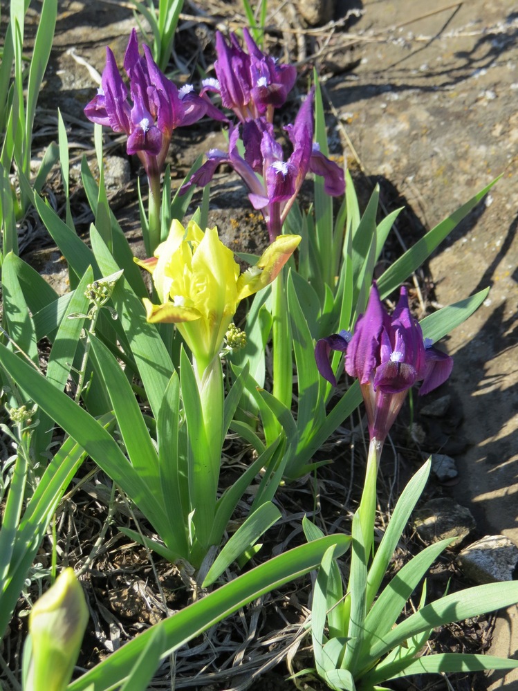 Image of Iris pumila specimen.