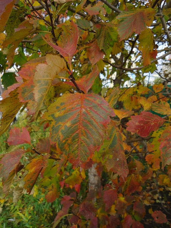 Image of Crataegus chlorosarca specimen.