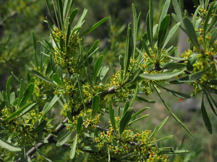 Image of Rhamnus erythroxyloides specimen.