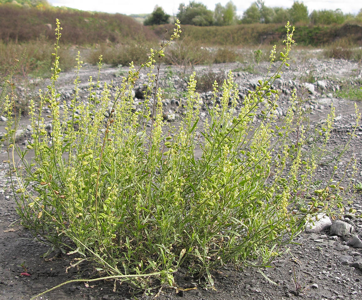 Image of Reseda lutea specimen.