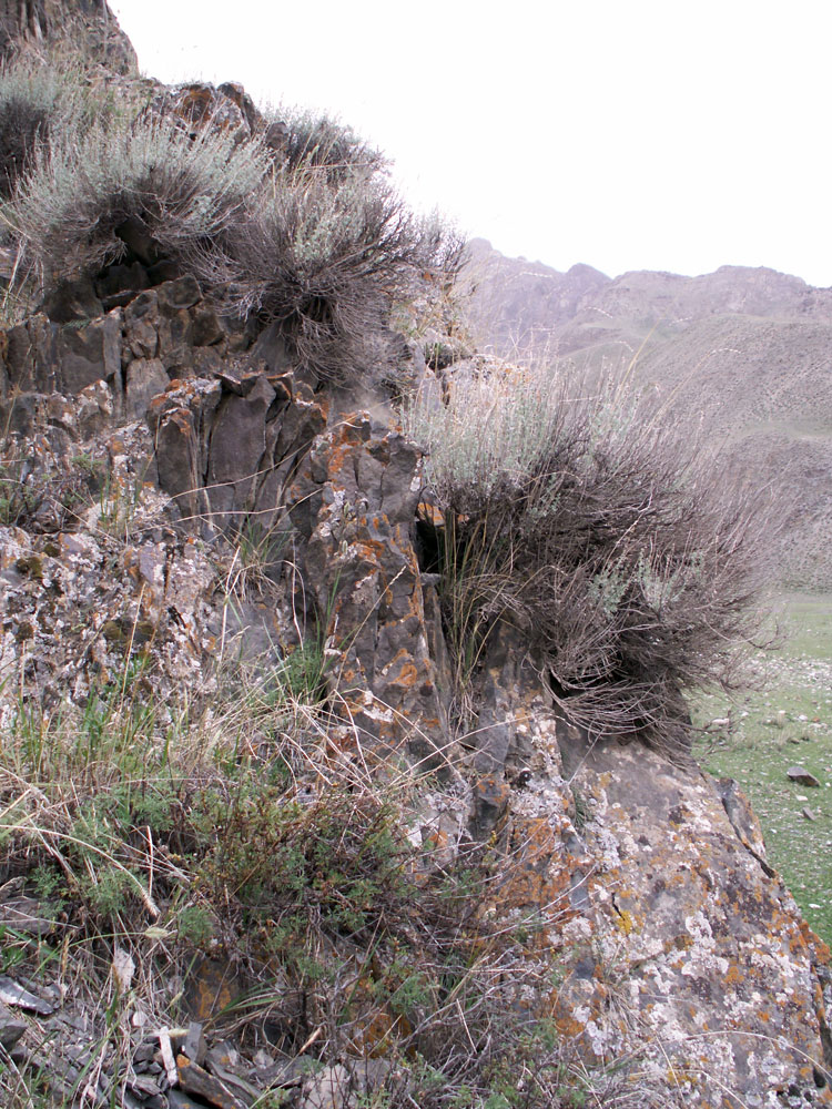 Image of Artemisia rutifolia specimen.