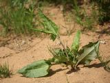 Rumex acetosa. Растение с молодым побегом на песчаном пляже. Ленинградская обл., пойма р. Луга у дер. Кемка. 12.06.2009.